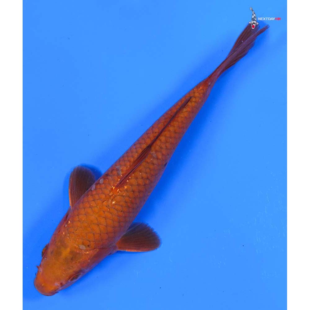 7” Imported Chagoi