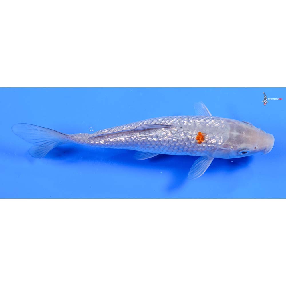 7” Imported Gin Rin Ochiba Shigure