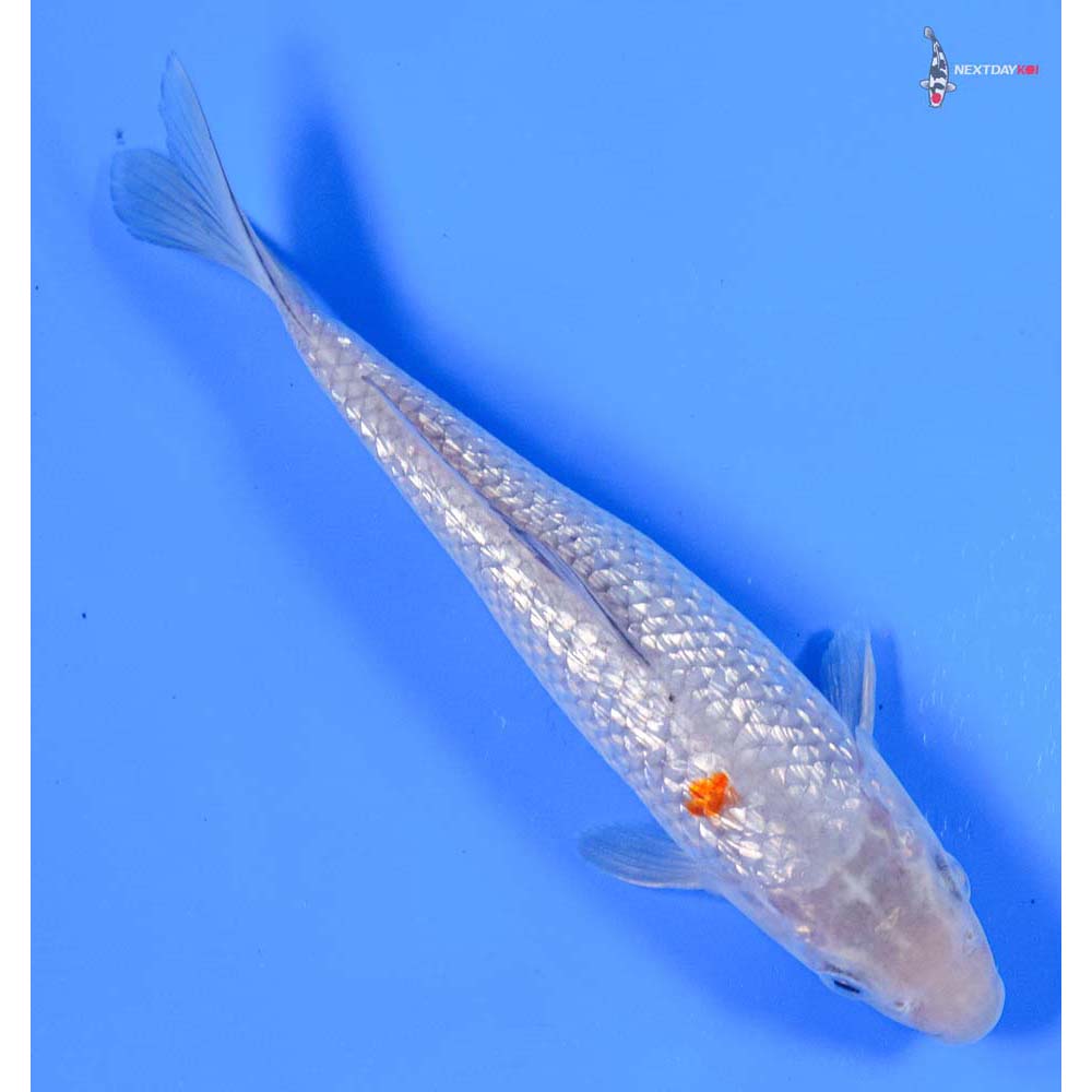 7” Imported Gin Rin Ochiba Shigure