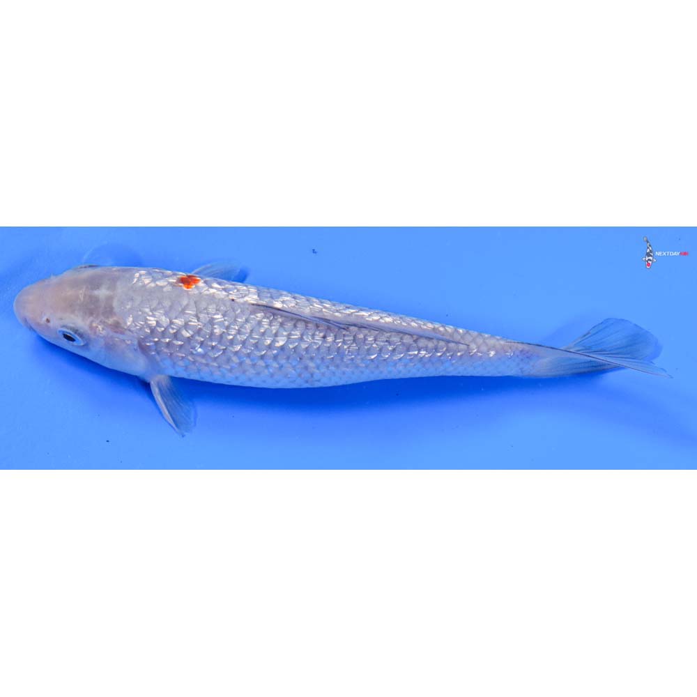 7” Imported Gin Rin Ochiba Shigure