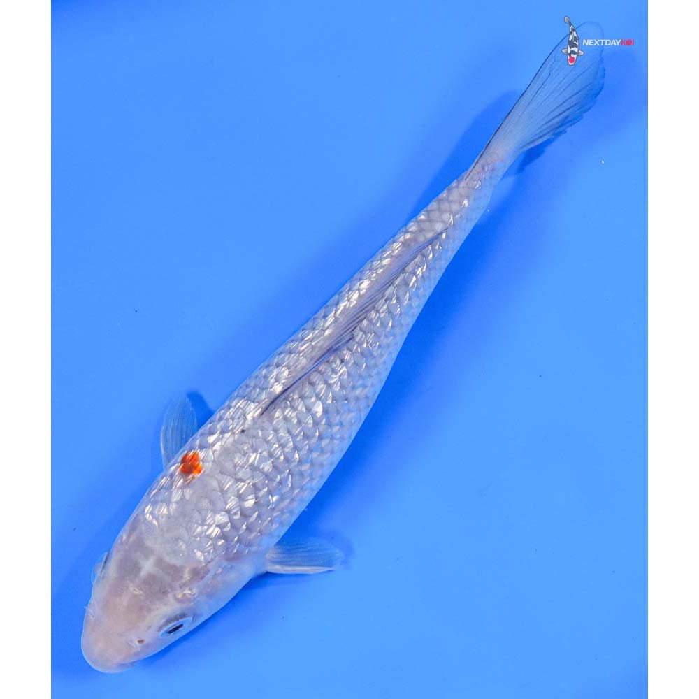 7” Imported Gin Rin Ochiba Shigure