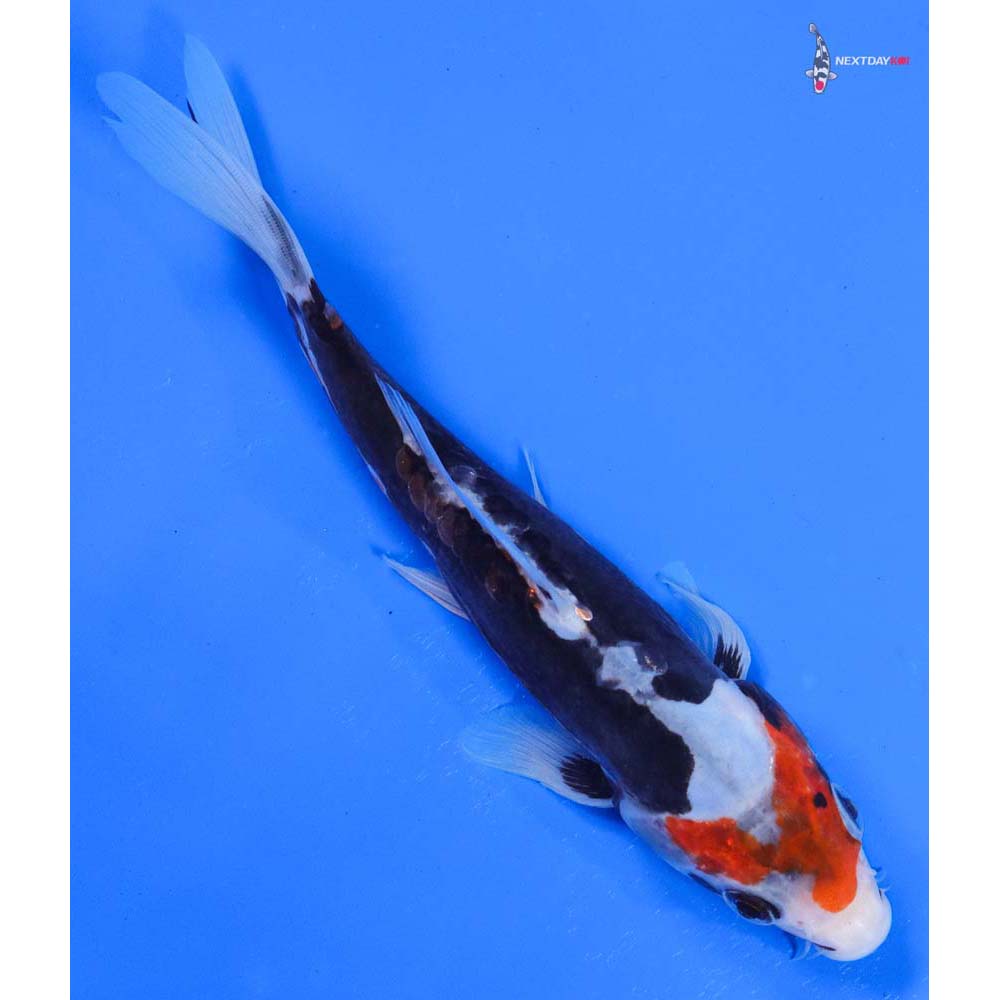 8” Imported Beni Kumonryu