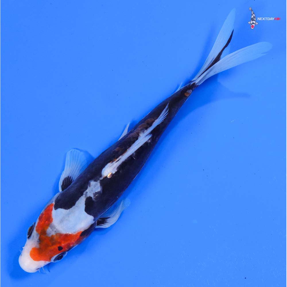 8” Imported Beni Kumonryu