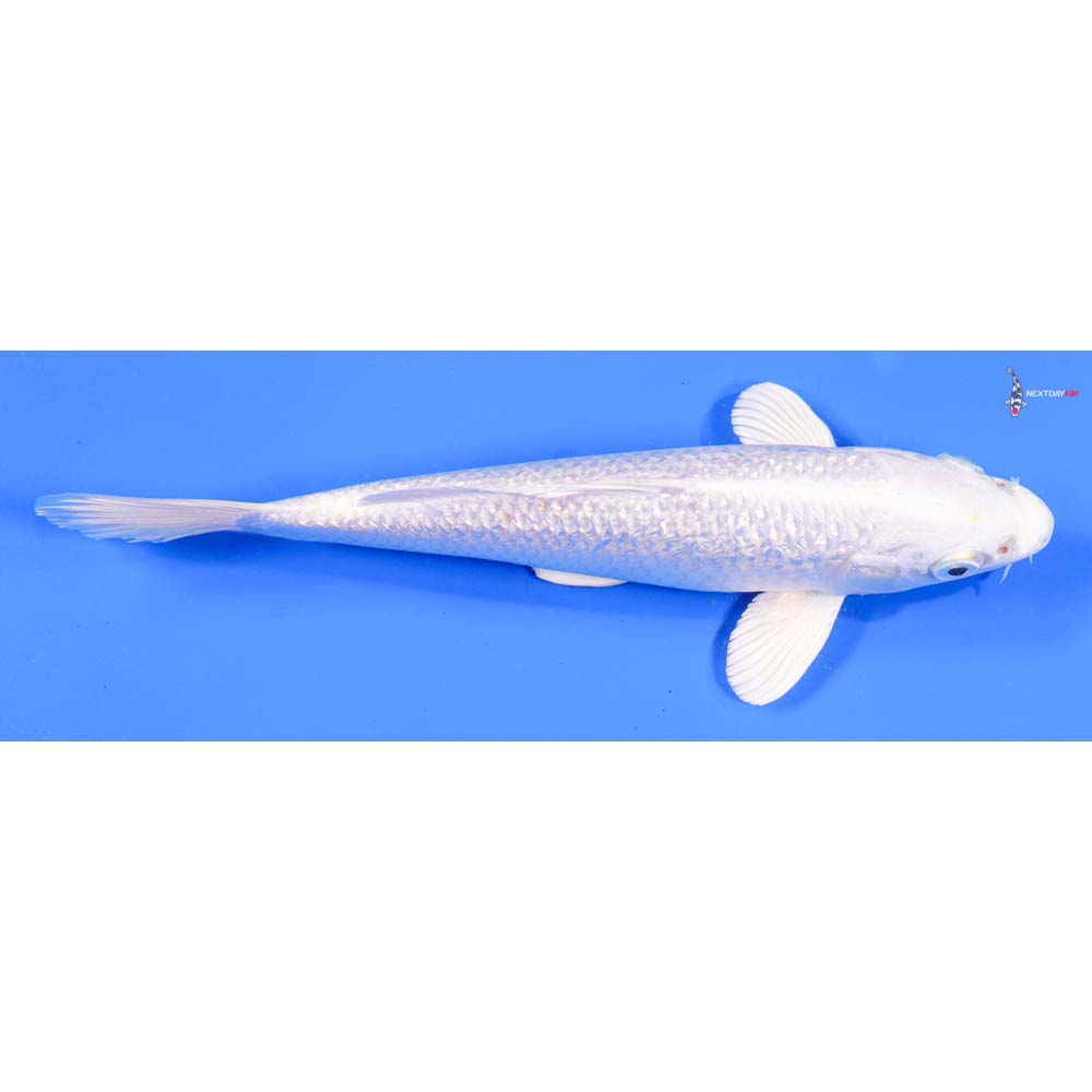 8” Imported Gin Rin Platinum Ogon