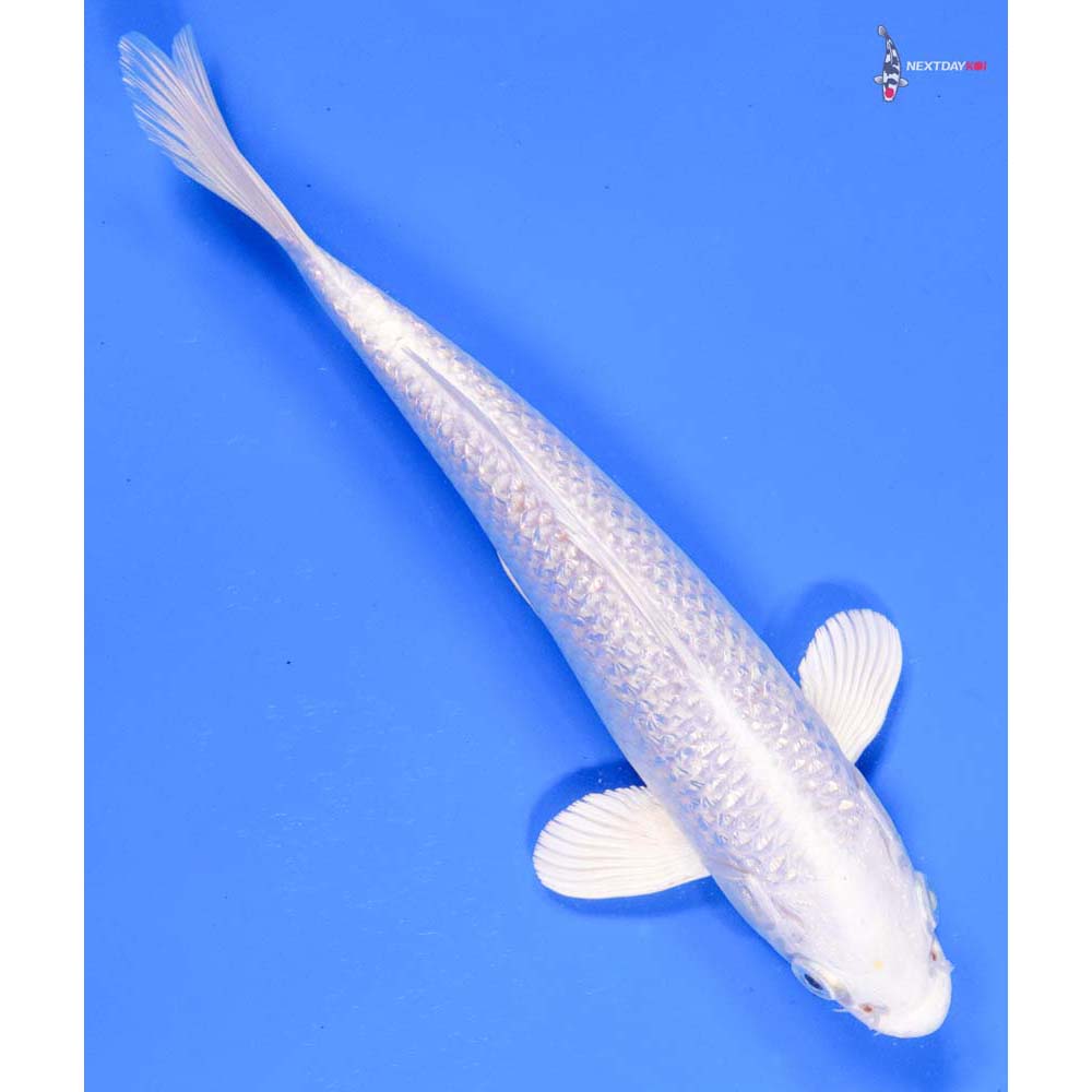 8” Imported Gin Rin Platinum Ogon