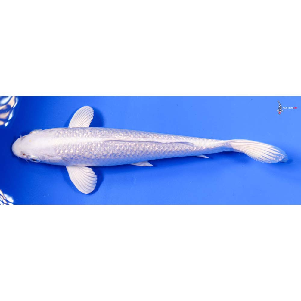 8” Imported Gin Rin Platinum Ogon