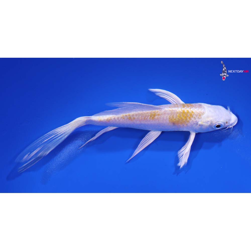 5.5” Imported Lemon Hariwake Butterfly Koi
