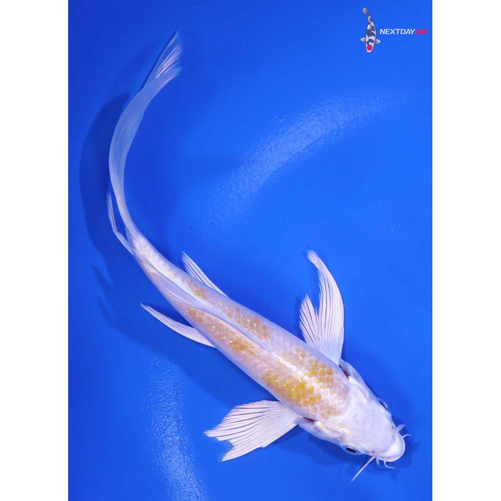 5.5” Imported Lemon Hariwake Butterfly Koi