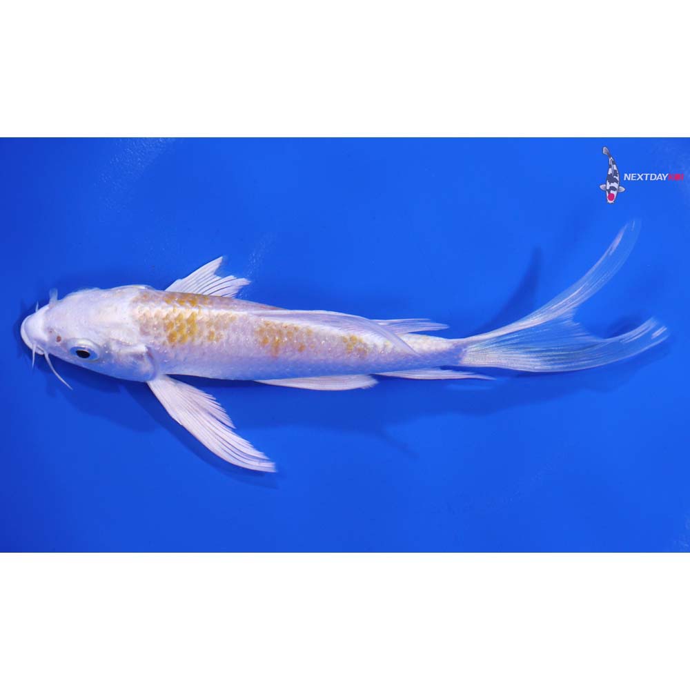 5.5” Imported Lemon Hariwake Butterfly Koi