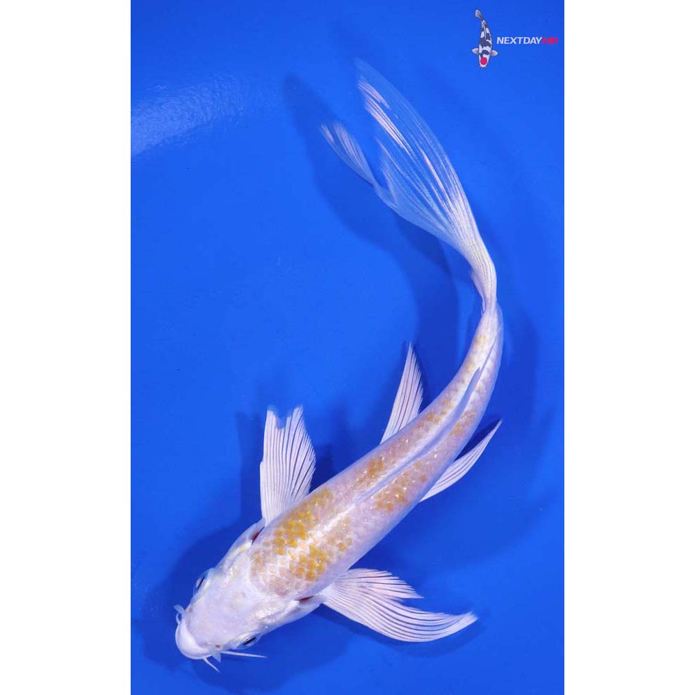 5.5” Imported Lemon Hariwake Butterfly Koi