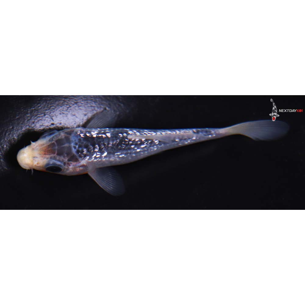 3.5” Imported Gin Rin Asagi