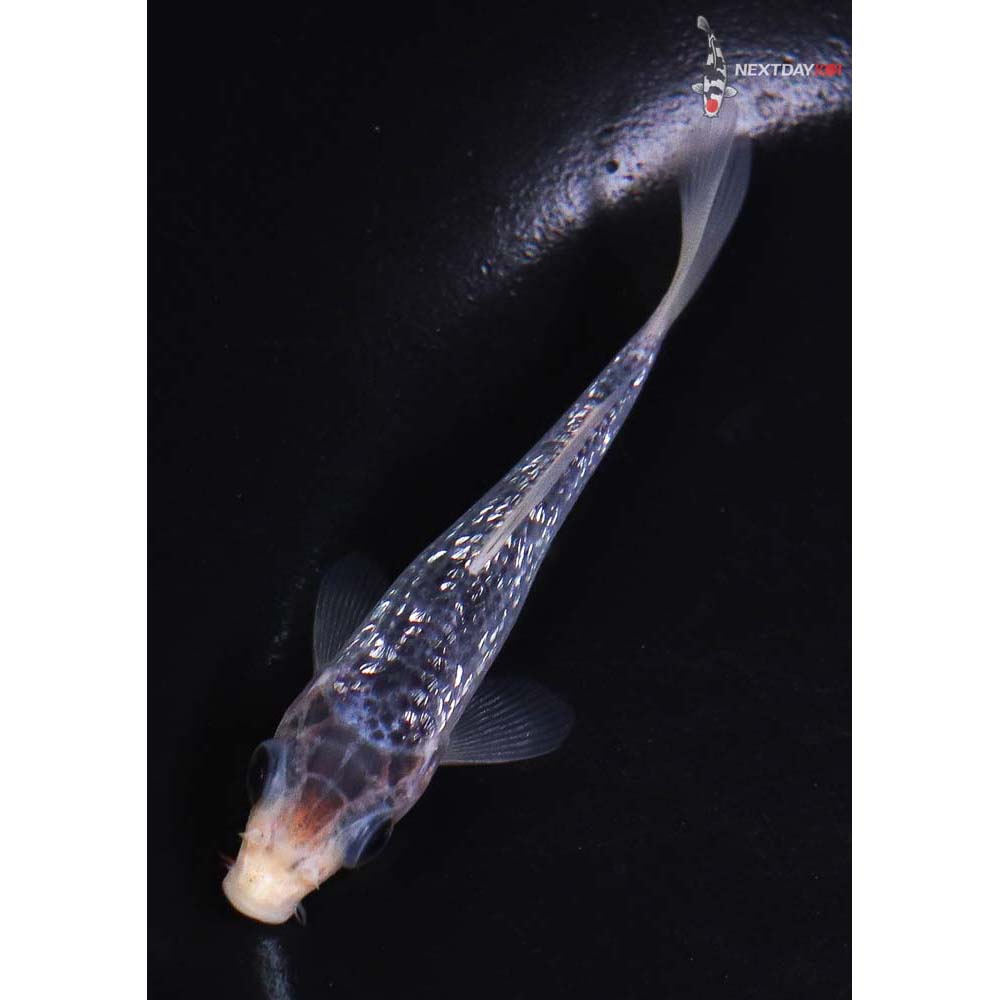 3.5” Imported Gin Rin Asagi