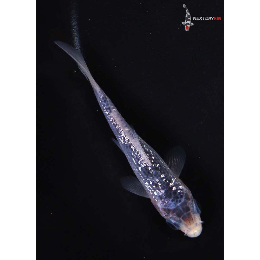 3.5” Imported Gin Rin Asagi