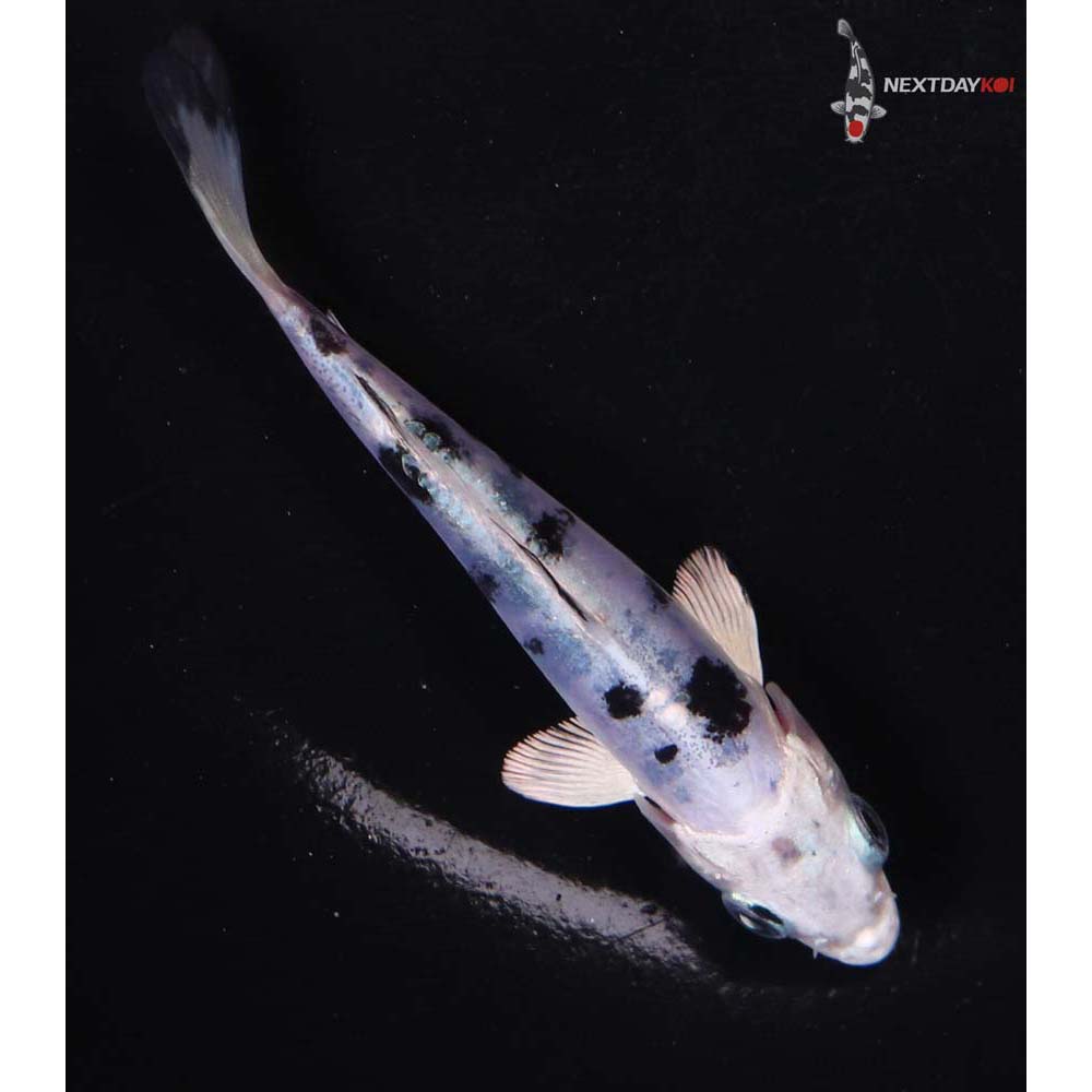 4” Imported Doitsu Gin Shiro Bekko