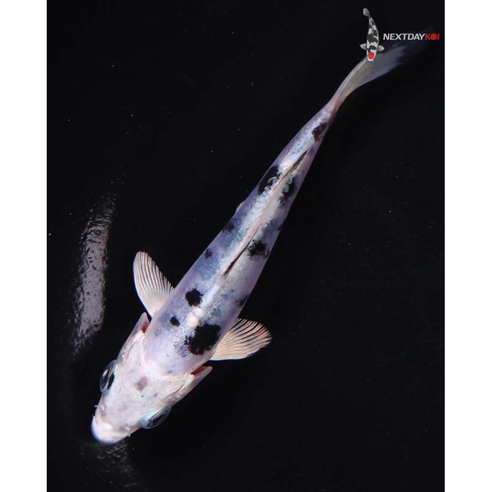 4” Imported Doitsu Gin Shiro Bekko