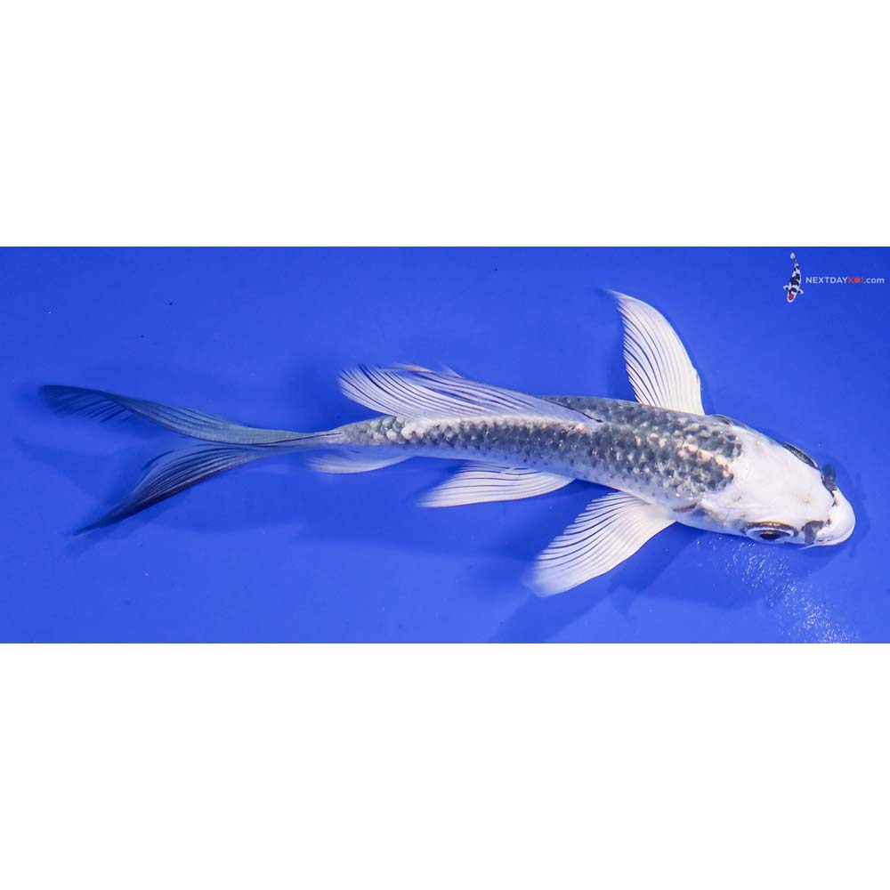 5” Imported Gin Matsuba Butterfly Koi