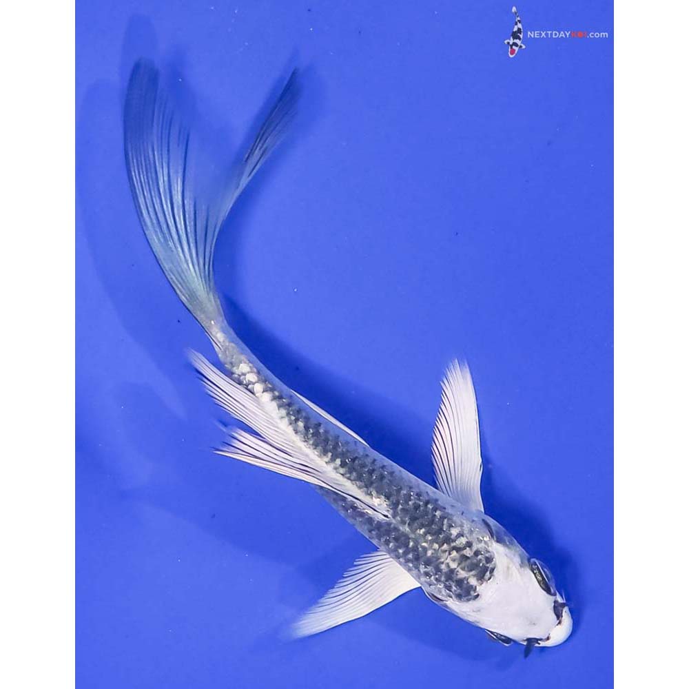 5” Imported Gin Matsuba Butterfly Koi