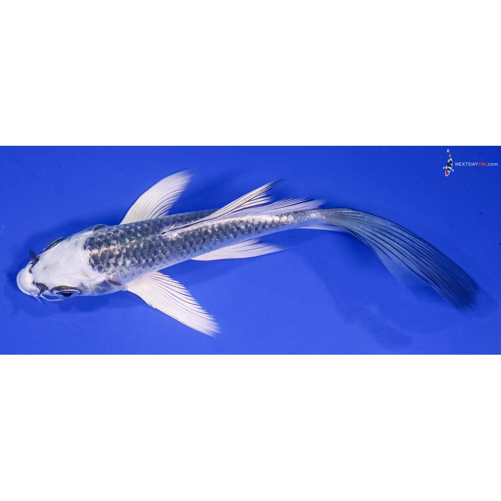 5” Imported Gin Matsuba Butterfly Koi