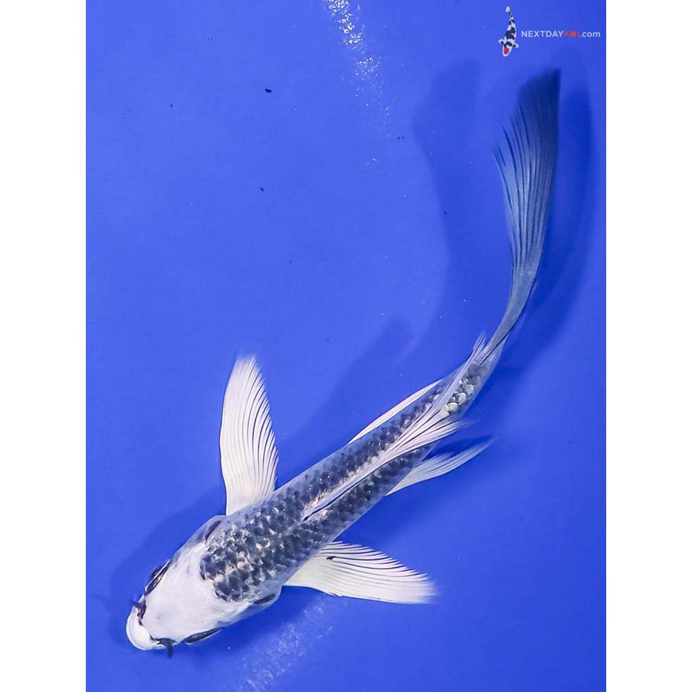 5” Imported Gin Matsuba Butterfly Koi
