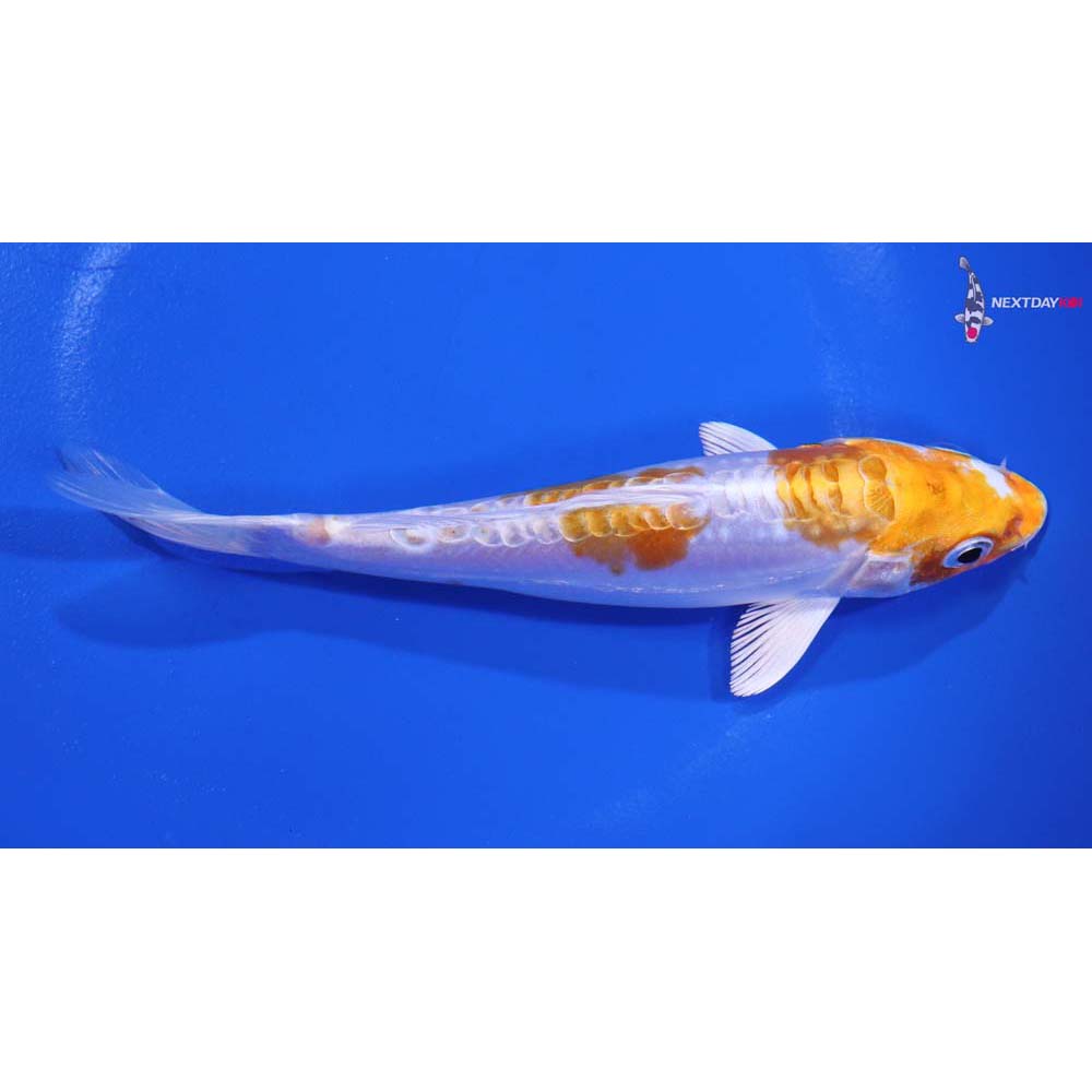 5.5” Imported Kikusui