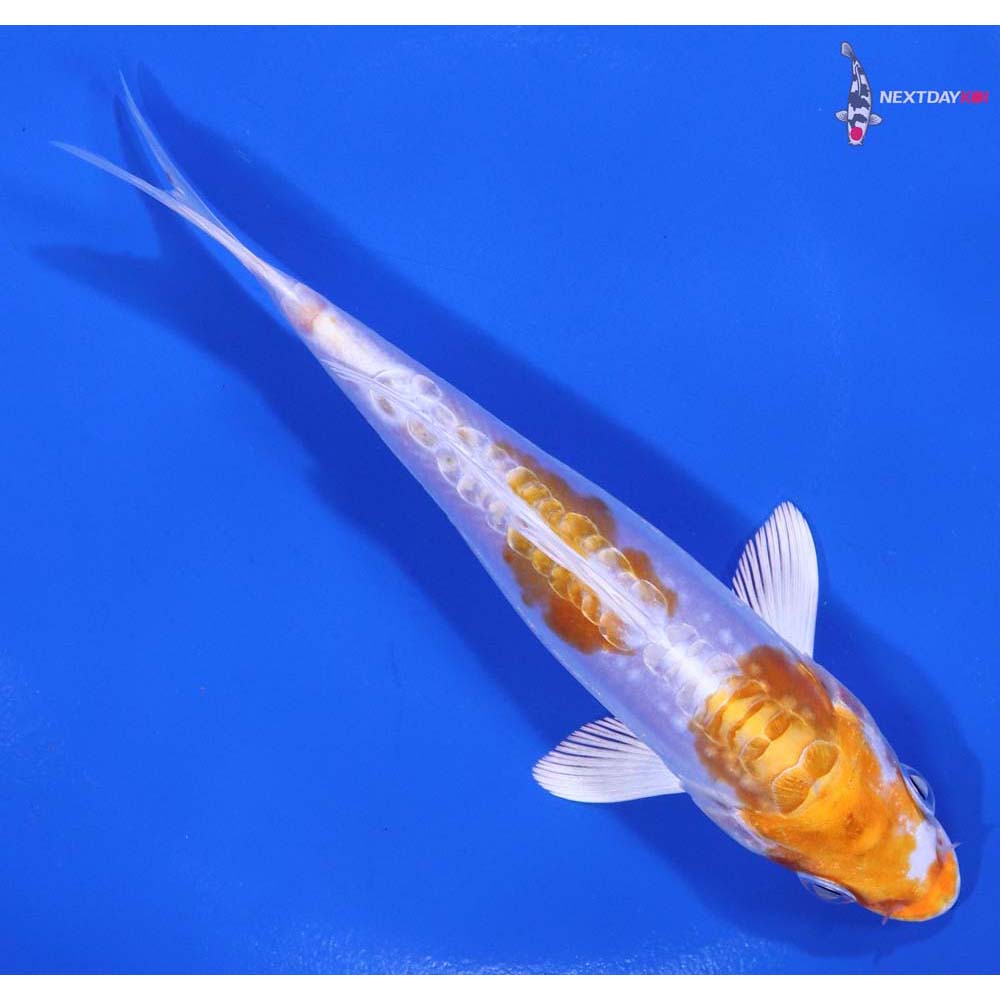 5.5” Imported Kikusui