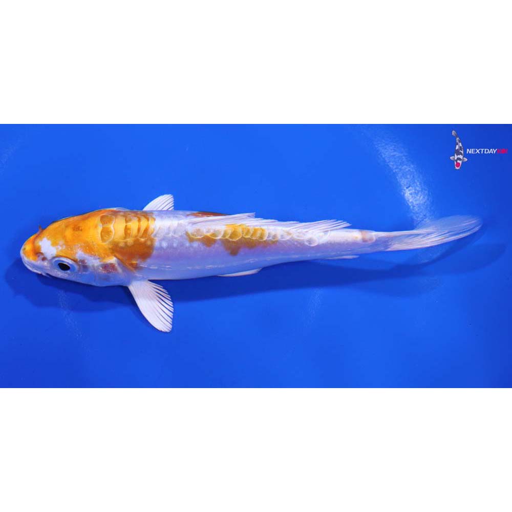 5.5” Imported Kikusui