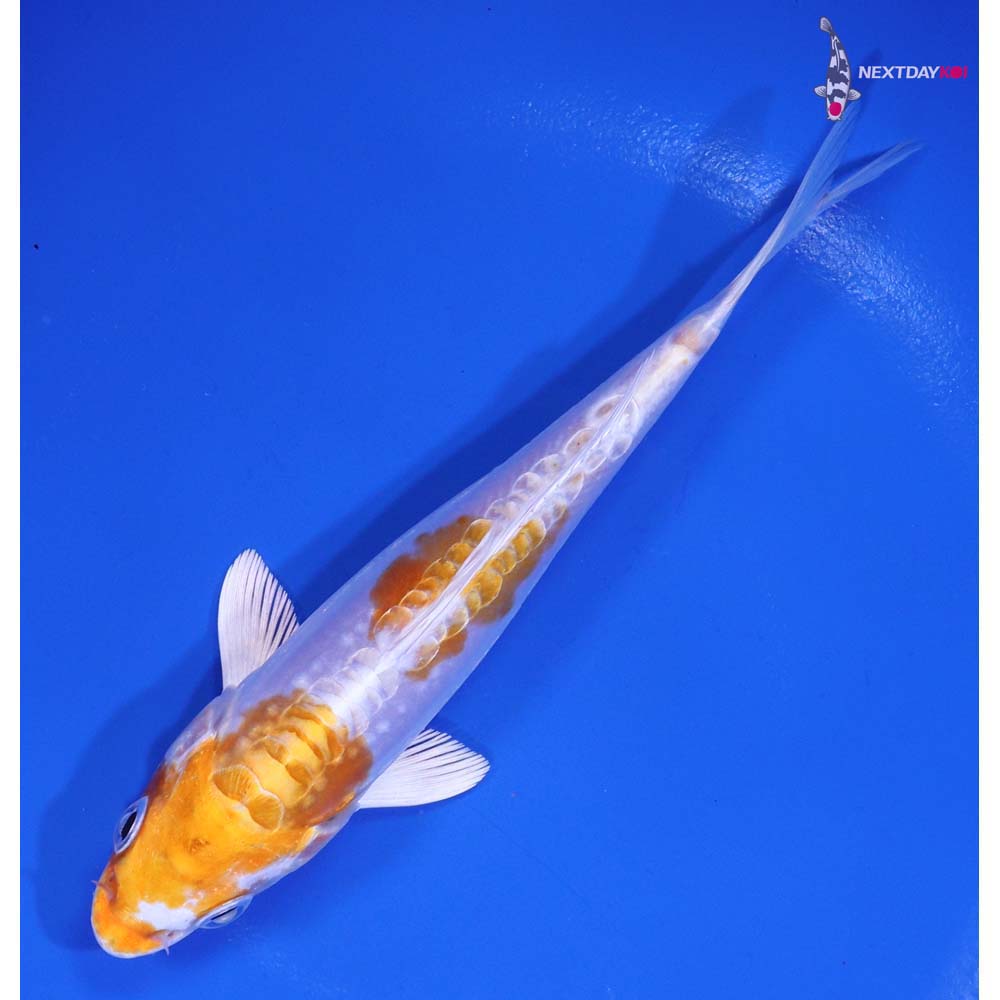 5.5” Imported Kikusui