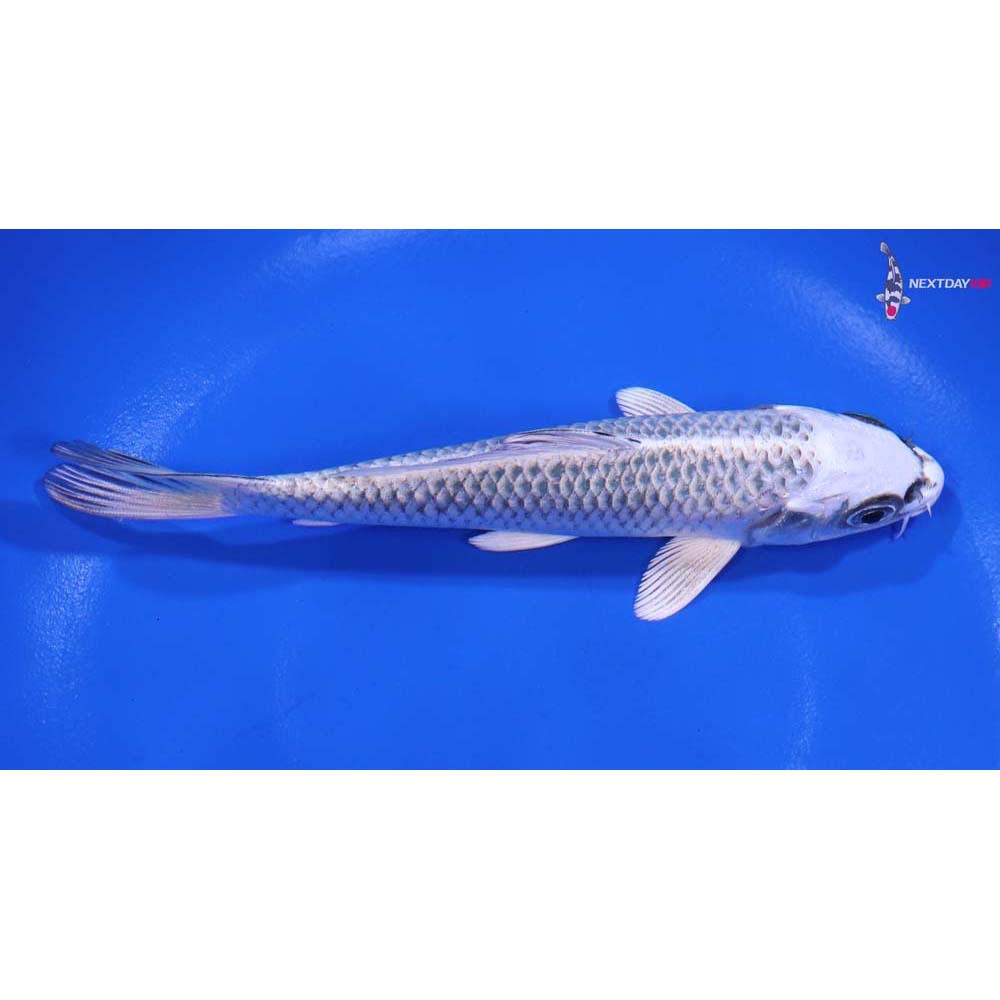5.5” Imported Gin Matsuba