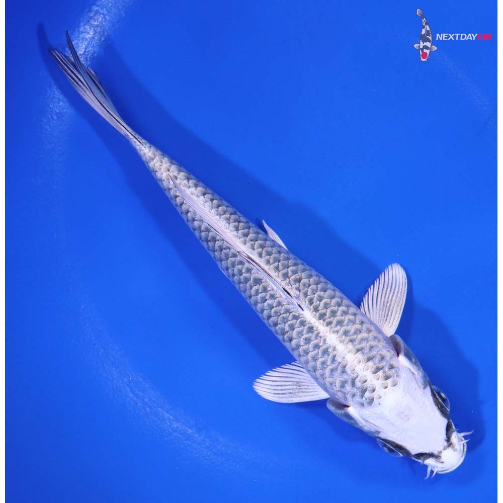 5.5” Imported Gin Matsuba