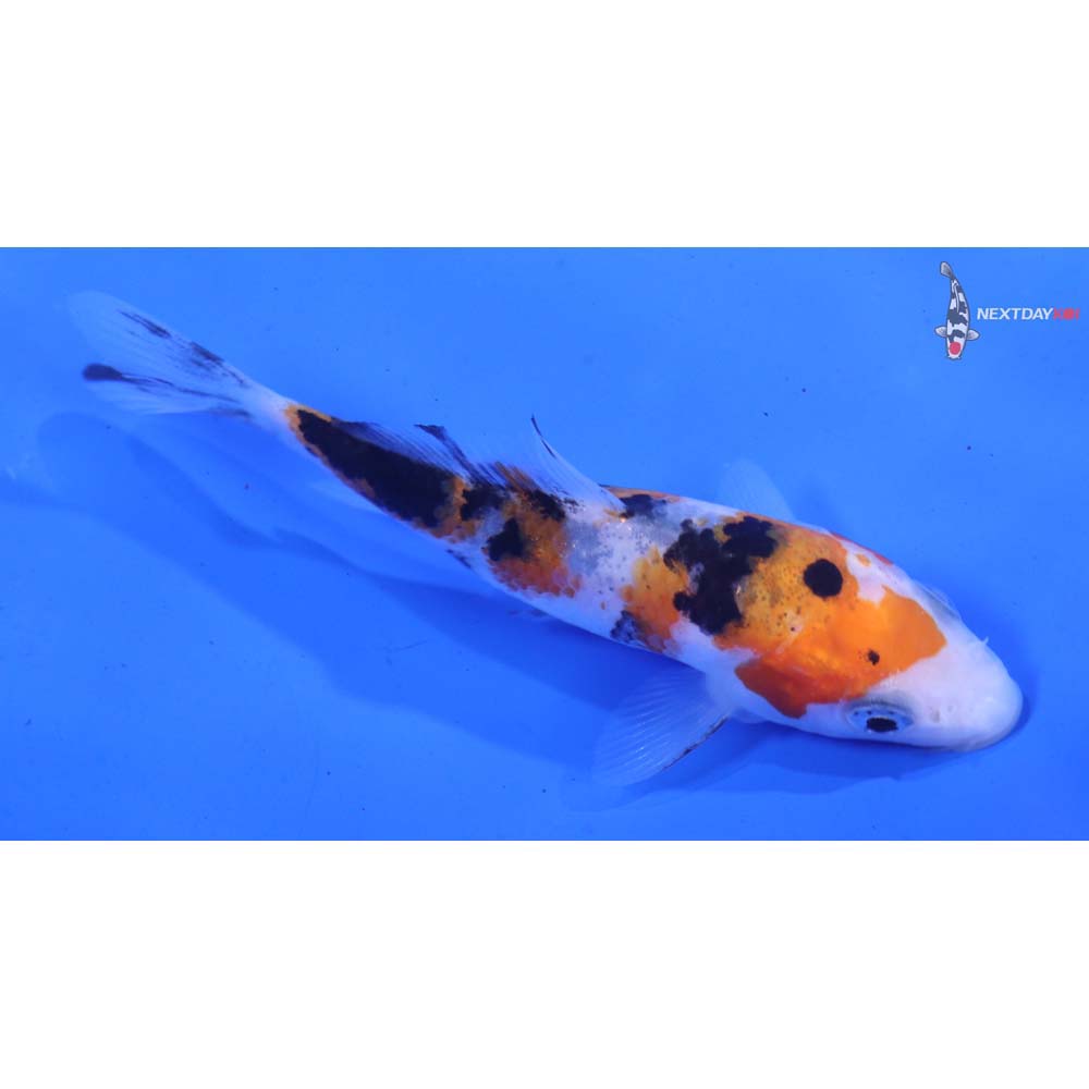 3.5” Imported Sanke