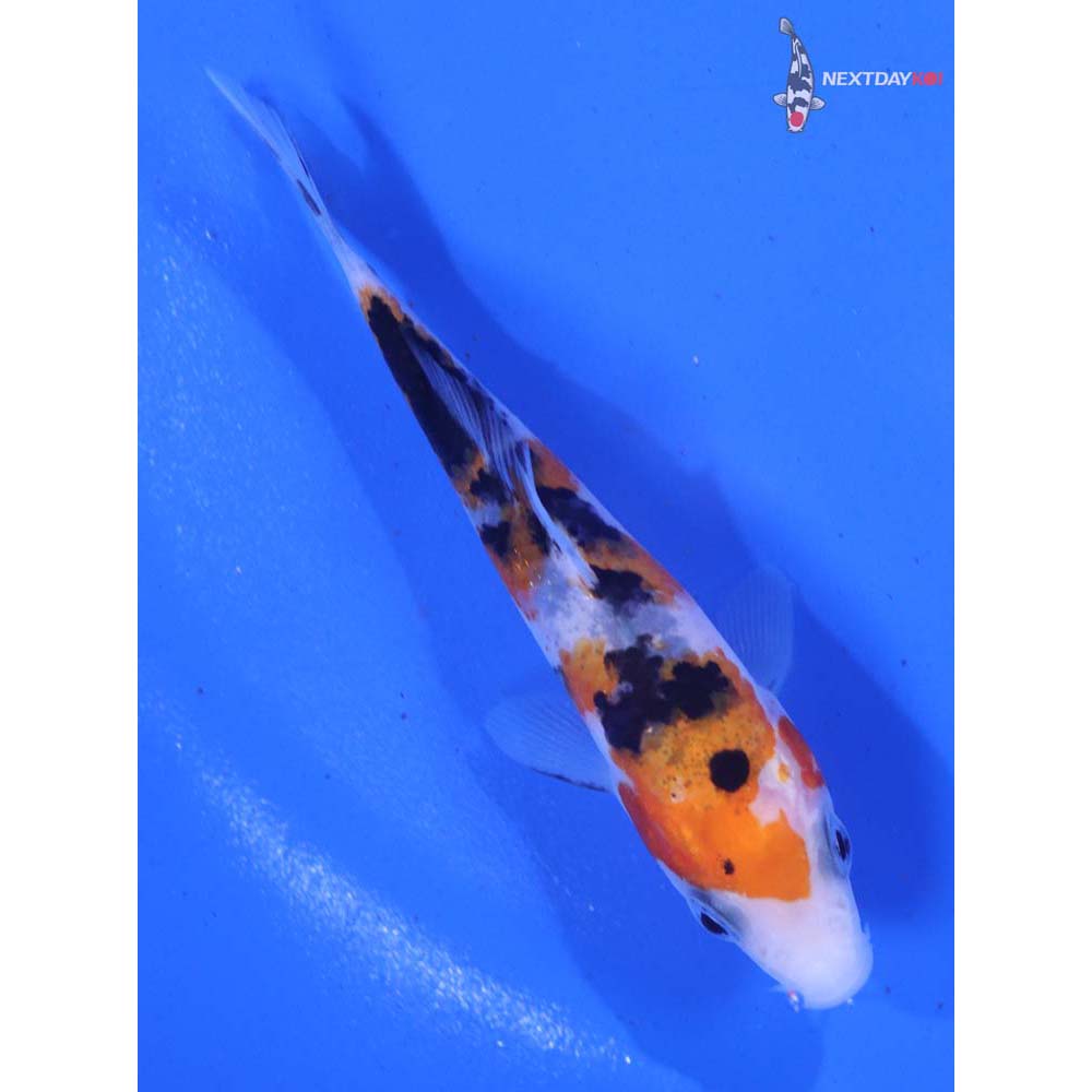 3.5” Imported Sanke