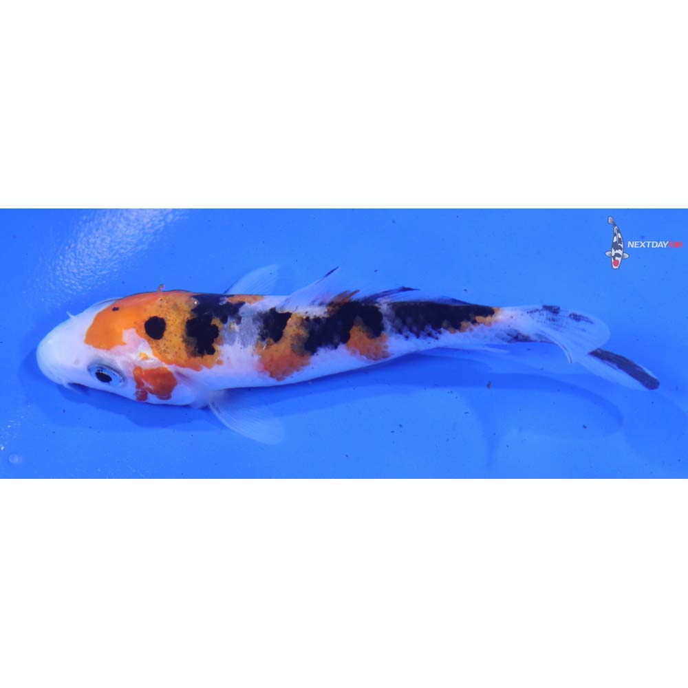 3.5” Imported Sanke