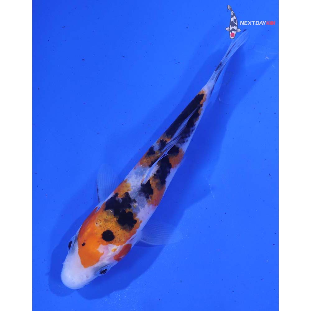 3.5” Imported Sanke