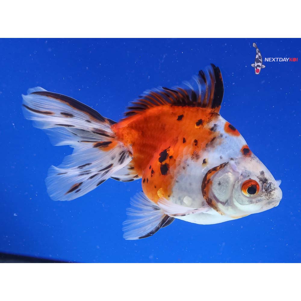 5” Imported Male Calico Ryukin