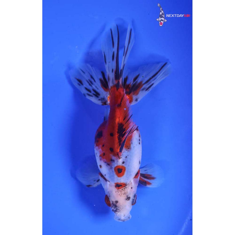 5” Imported Male Calico Ryukin