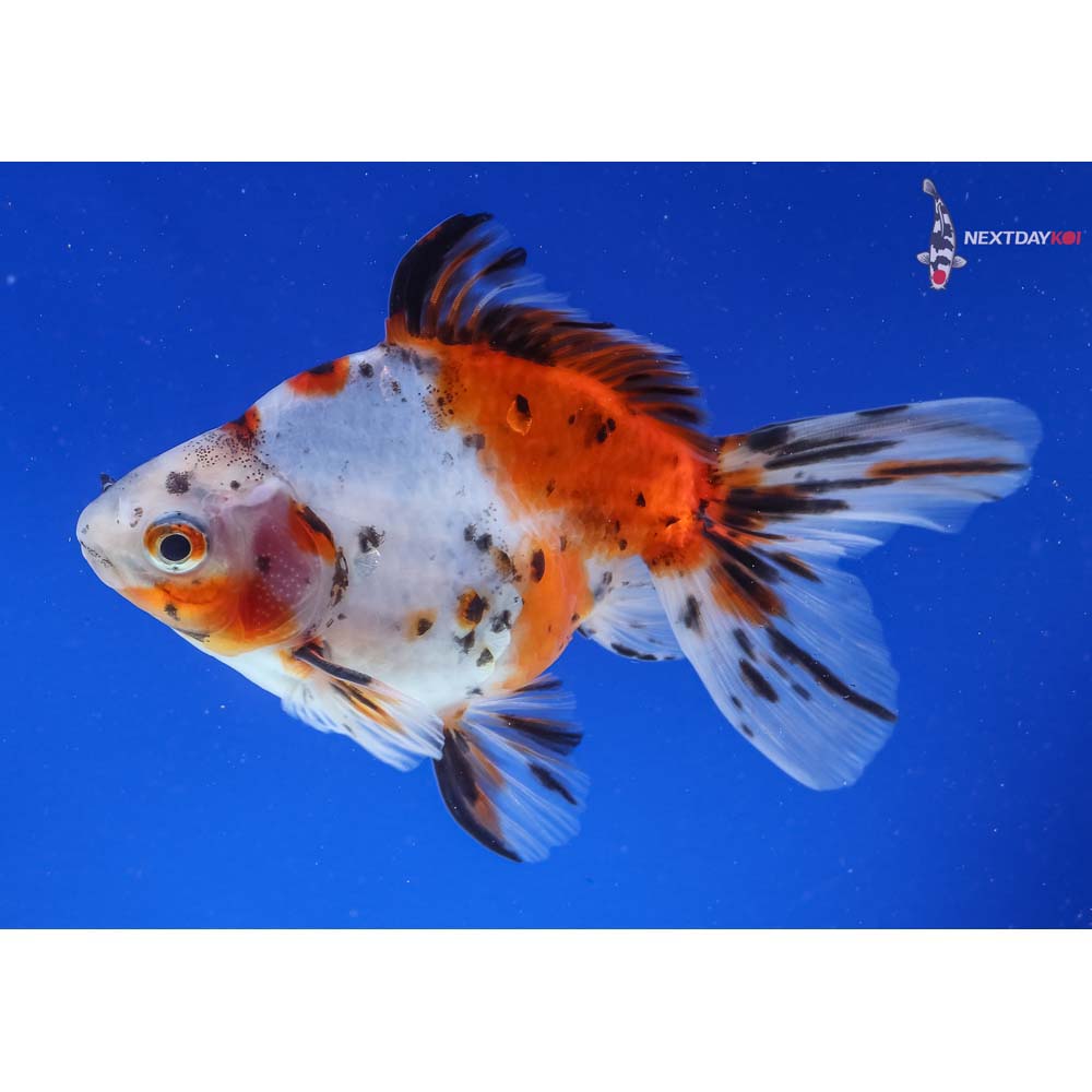 5” Imported Male Calico Ryukin