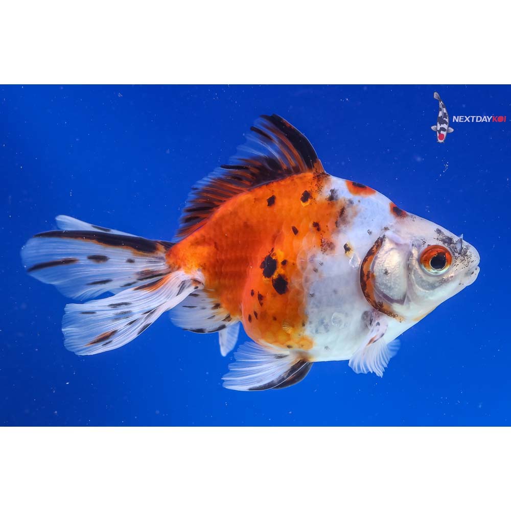 5” Imported Male Calico Ryukin