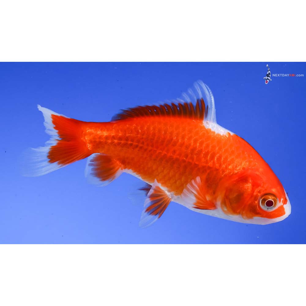 4” Imported Red and White Wakin