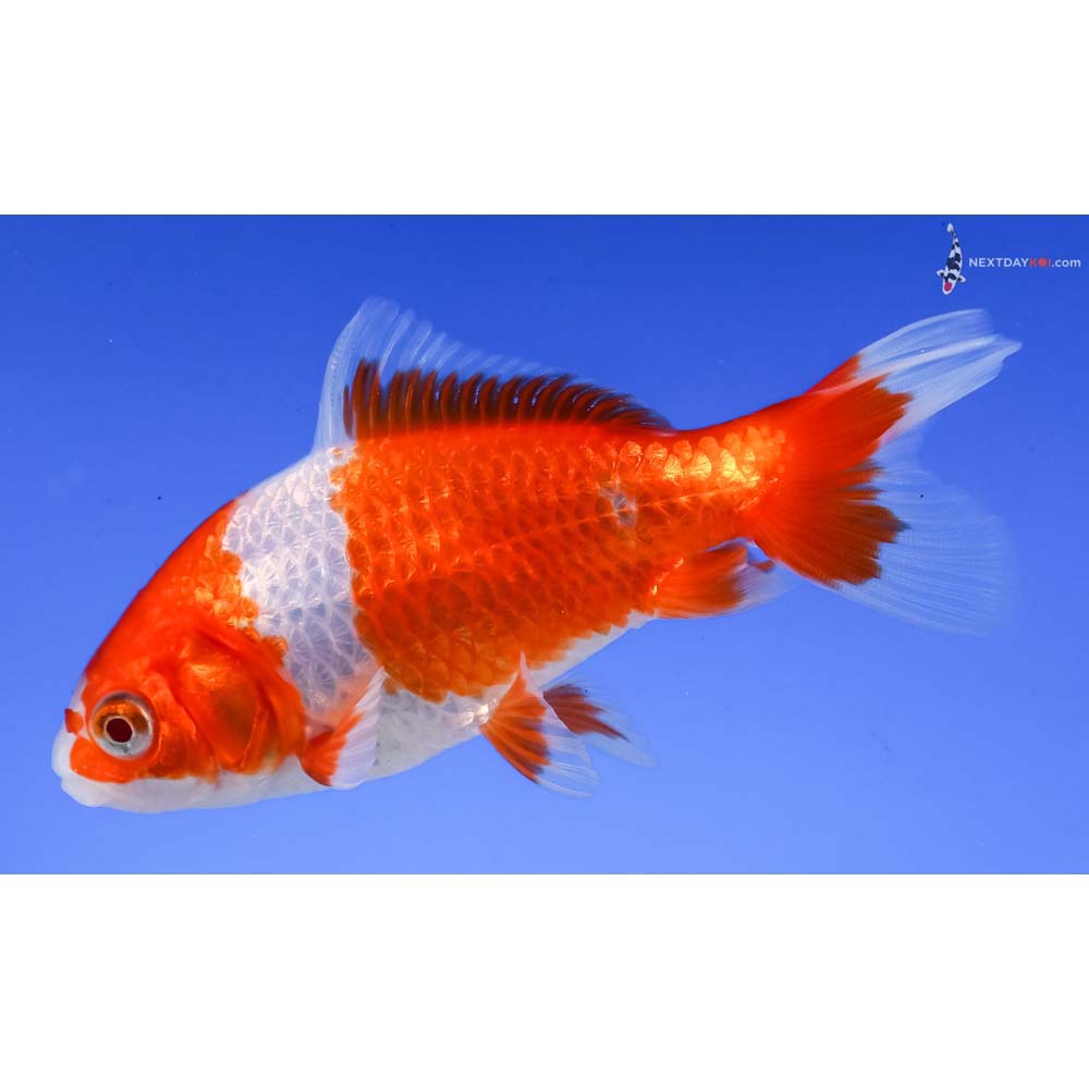 4” Imported Red and White Wakin