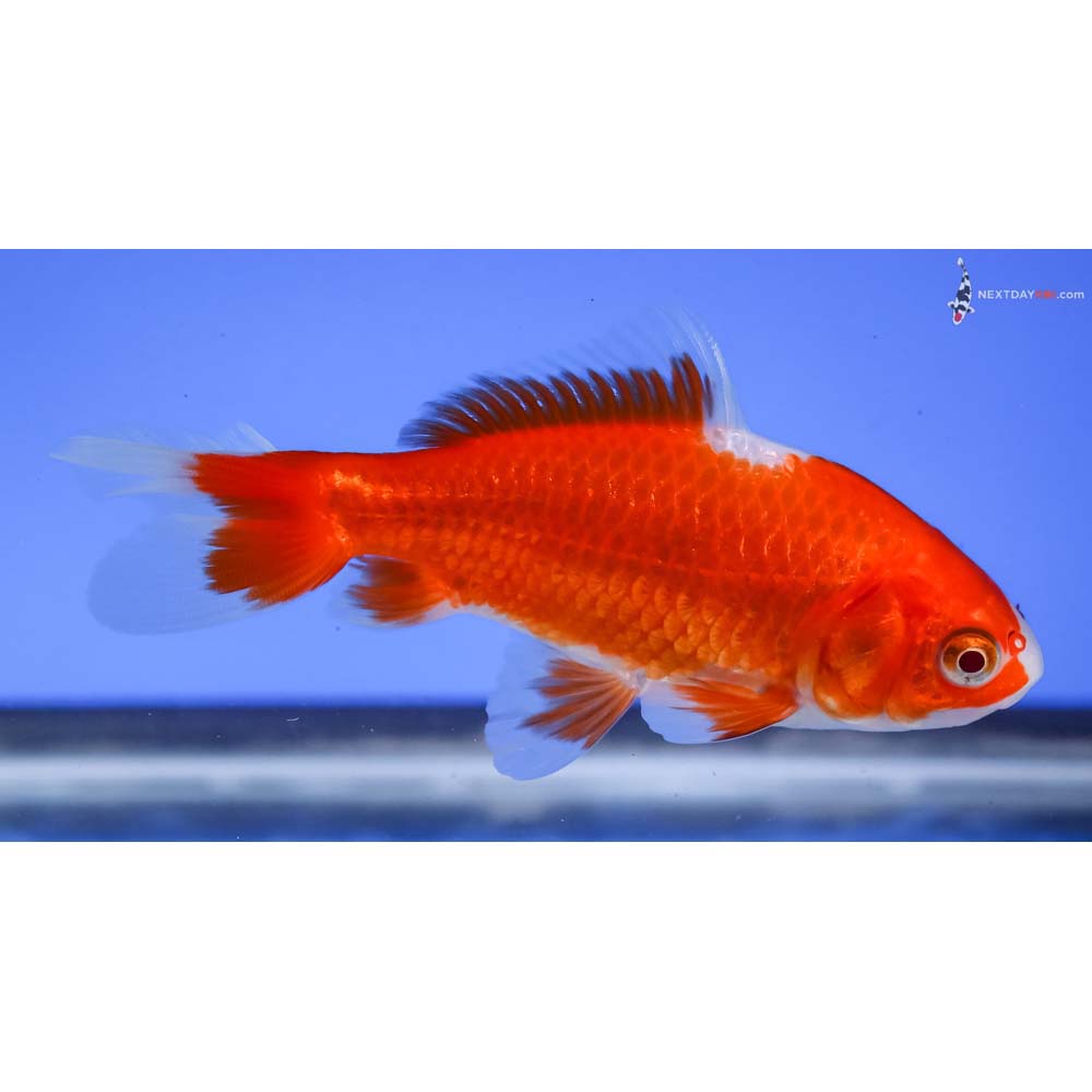 4” Imported Red and White Wakin