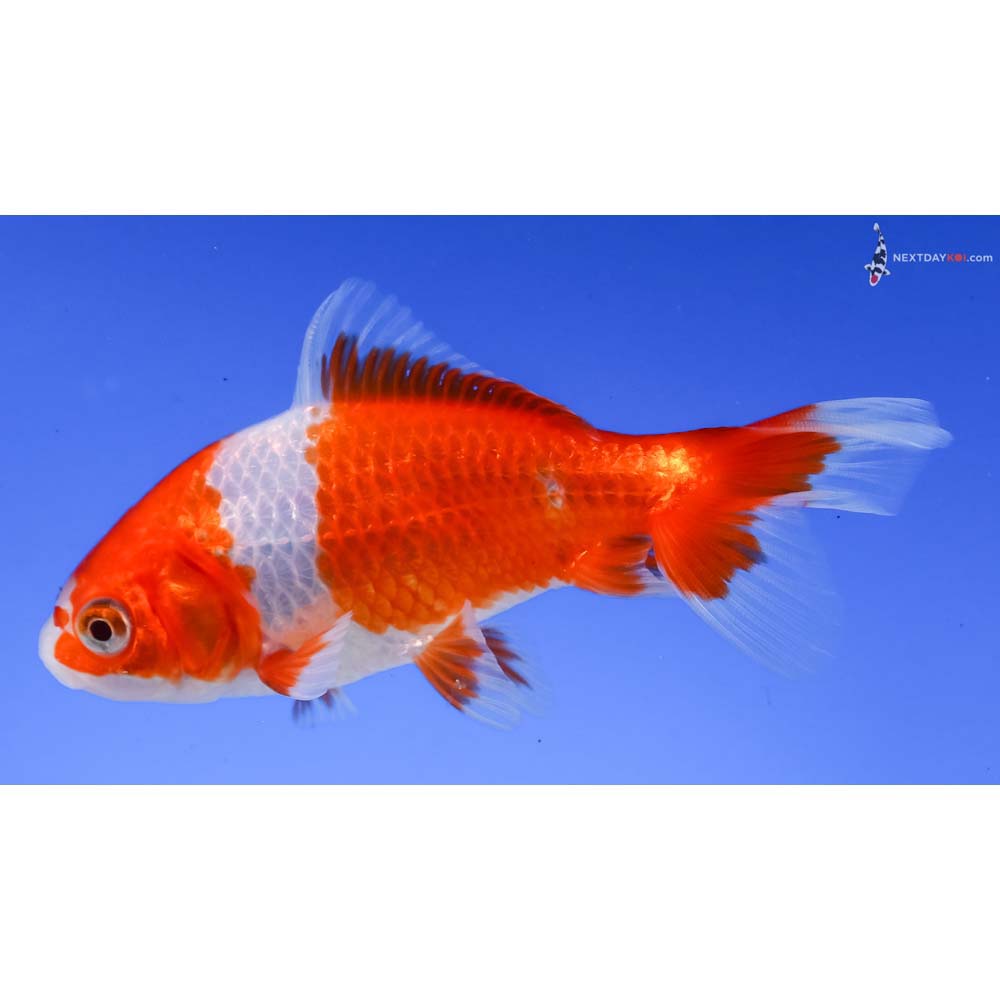 4” Imported Red and White Wakin