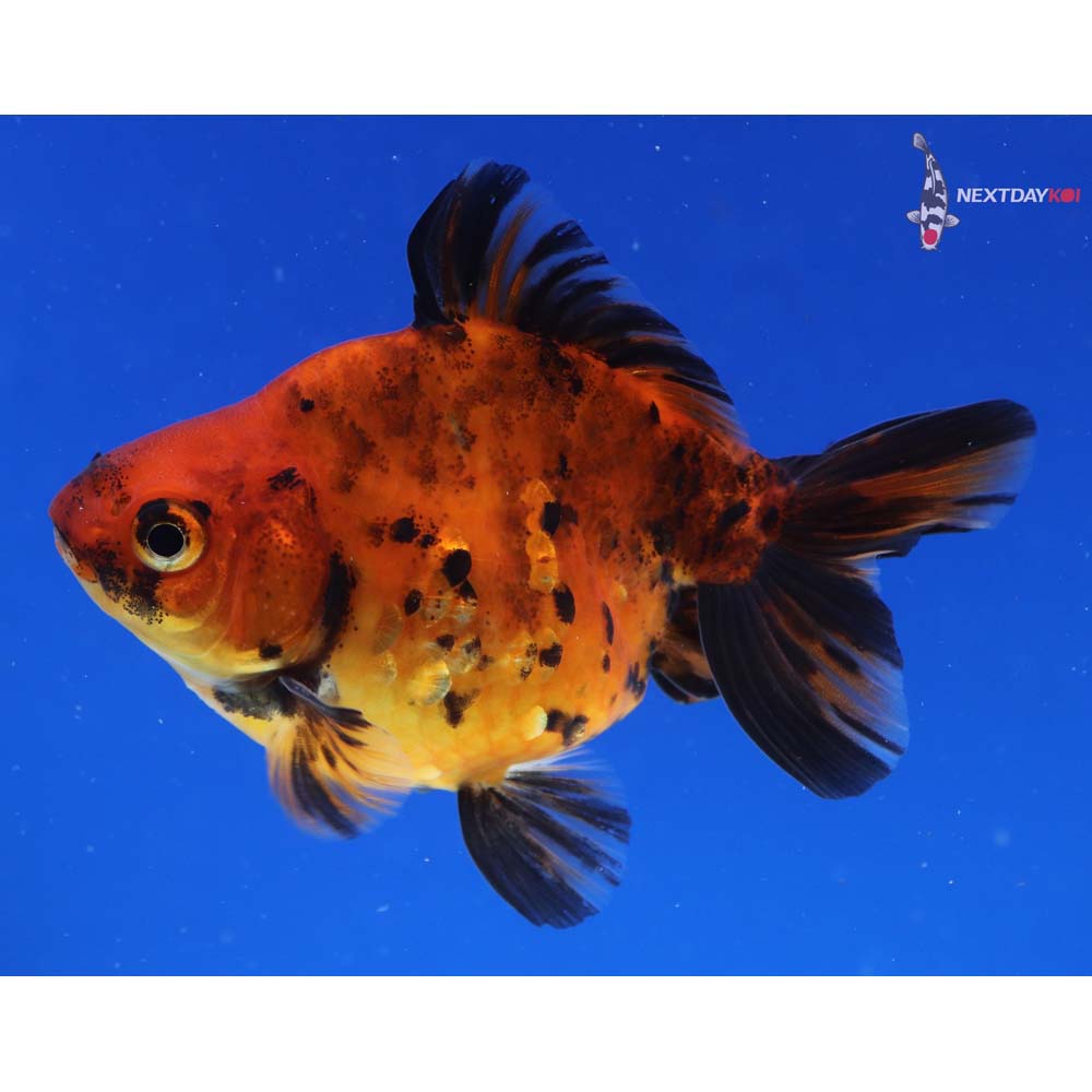 3.5” Imported Male Calico Ryukin