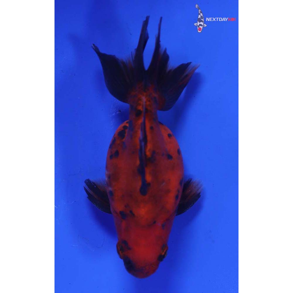 3.5” Imported Male Calico Ryukin