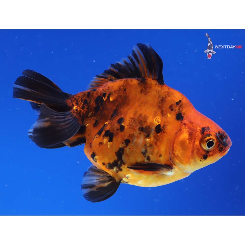 3.5” Imported Male Calico Ryukin