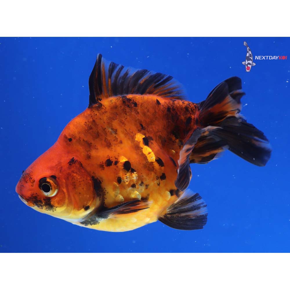 3.5” Imported Male Calico Ryukin