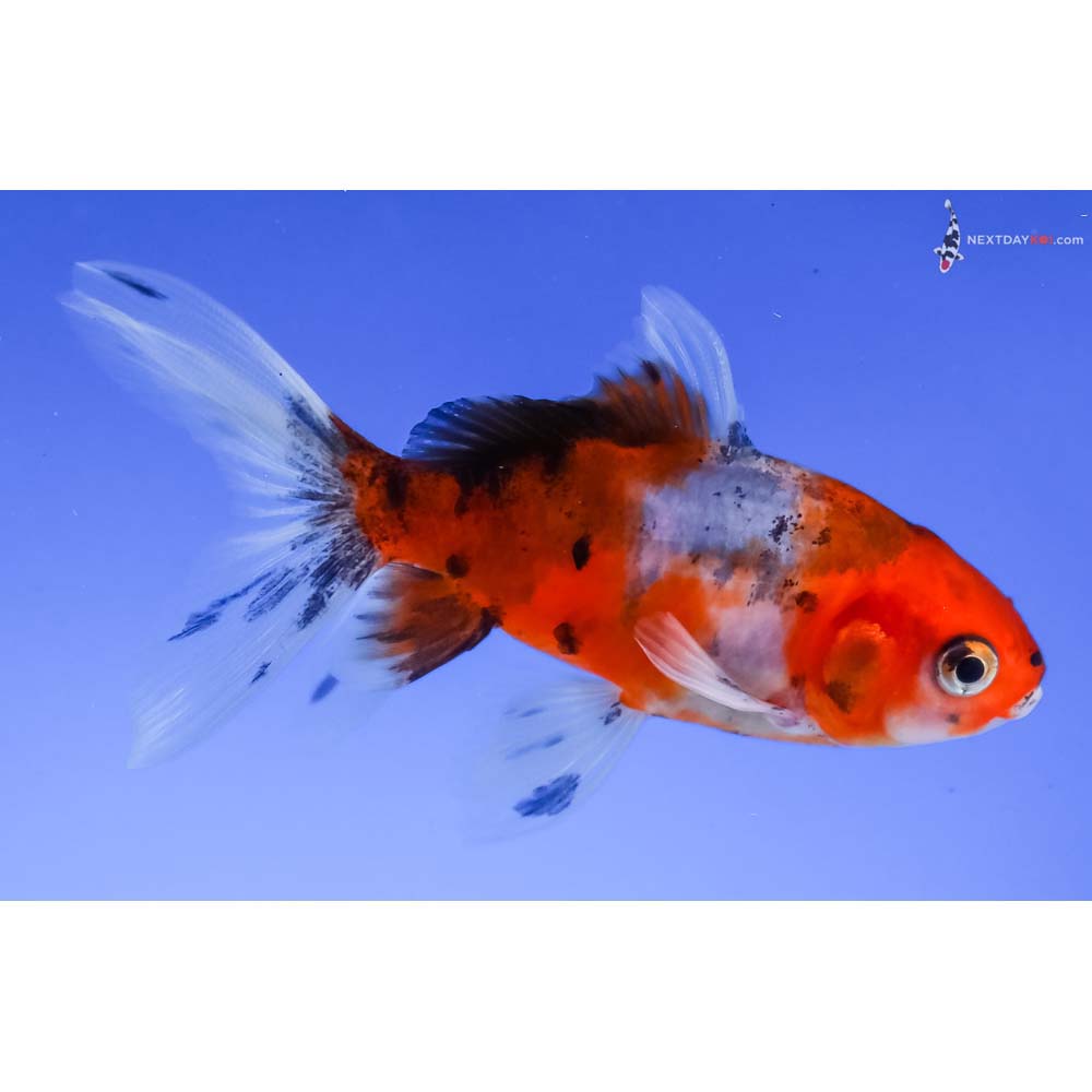 3” Imported Calico Wakin