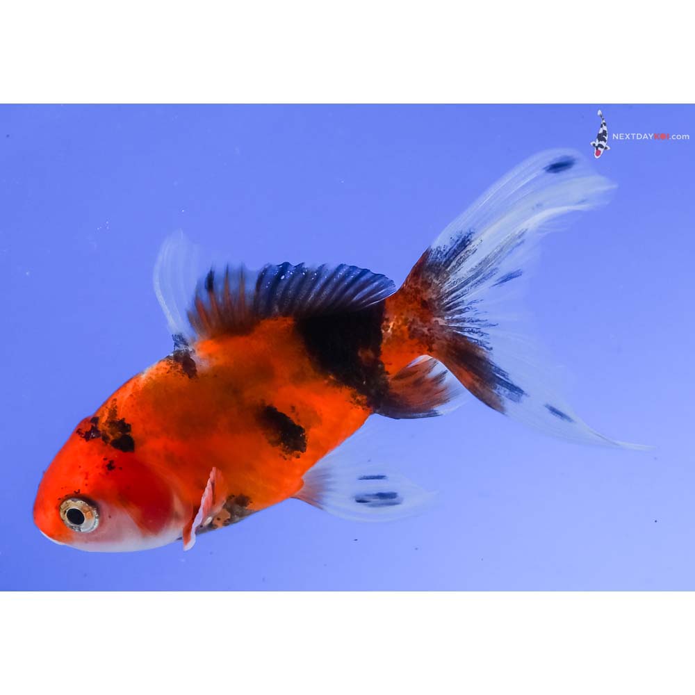 3” Imported Calico Wakin