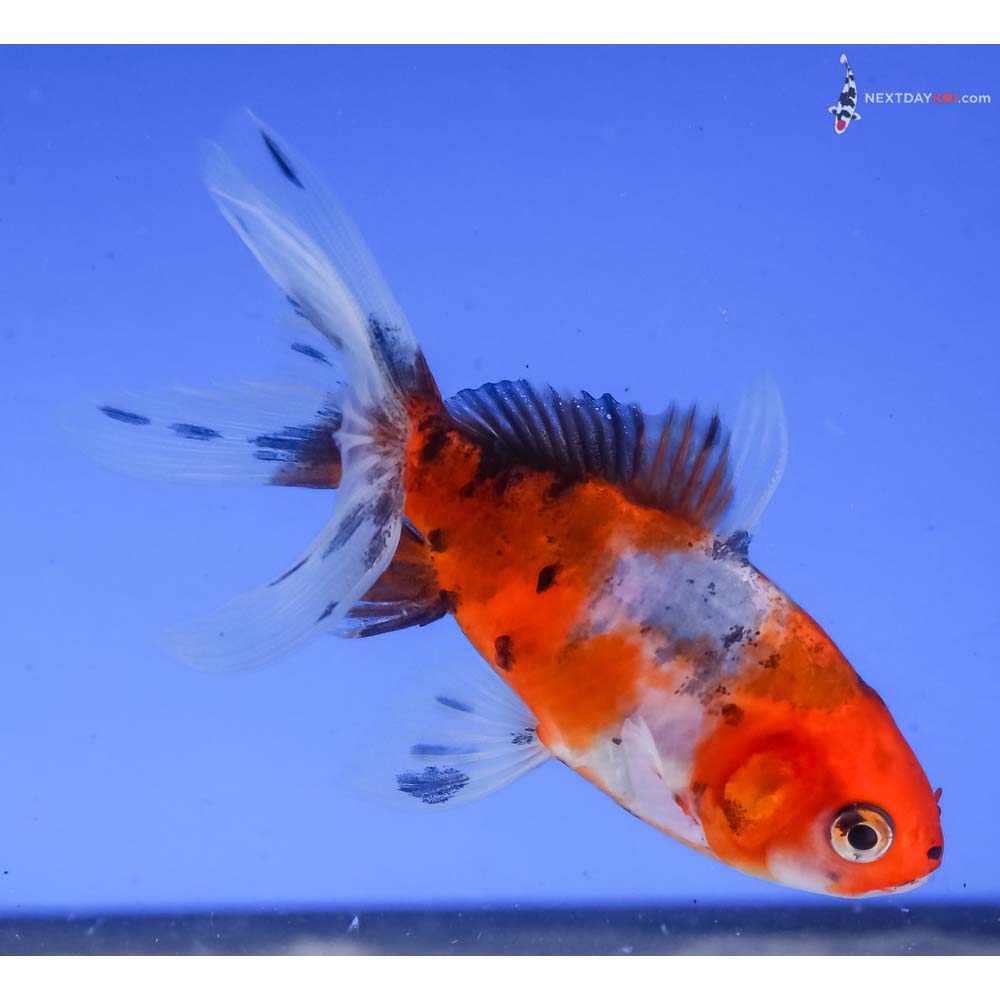 3” Imported Calico Wakin