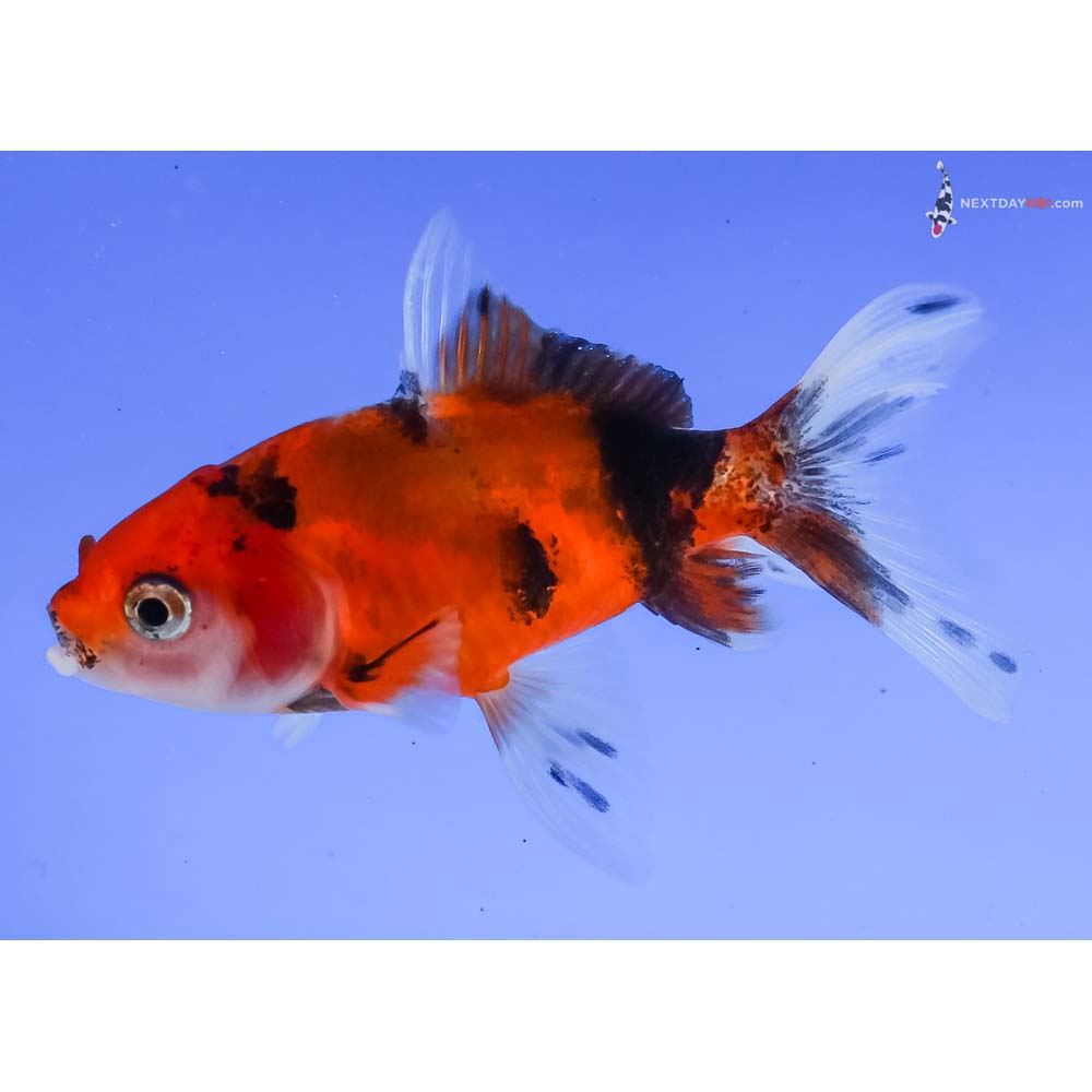 3” Imported Calico Wakin