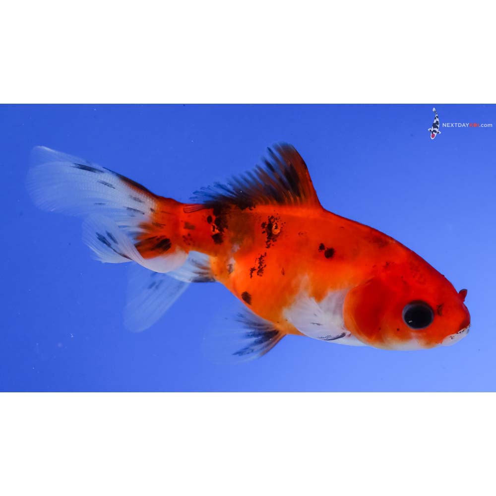 3” Imported Calico Wakin